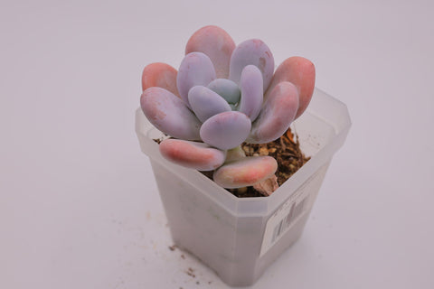 Pachyphytum 'Oviferum' 星美人