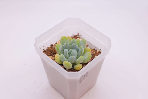Pachyveria 'Clavifolia’ 灯美人