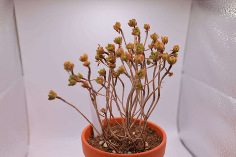 Aeonium sedifolium 小人祭