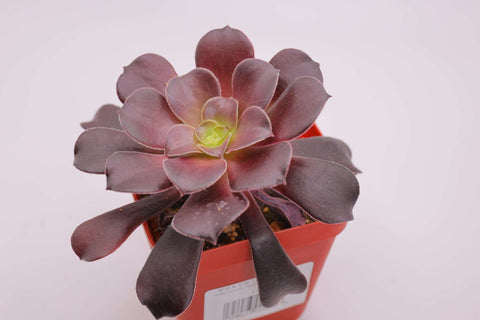 Aeonium arboreum 'Velour European' 欧版紫羊绒