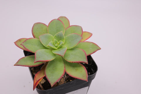 Aeonium decorum f. 'variegata' 艳日辉