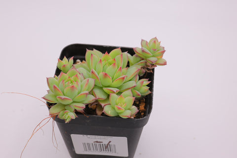 Graptopetalum 'Macdougallii' 蔓莲
