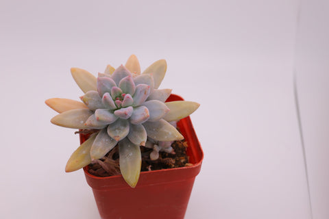 Graptosedum 'Francesco Baldi' 秋丽