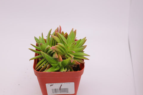 Crassula 'Fusca' 赤鬼城