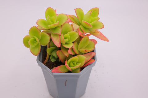 Crassula capitella 'Campfire' 火祭