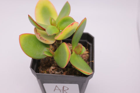 Crassula atropurpurea var. watermeyeri 醉斜阳