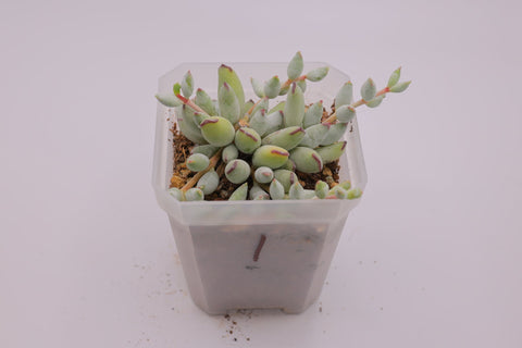 Cotyledon papillaris 精灵豆