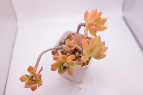 Sedeveria 'Markus' 马库斯