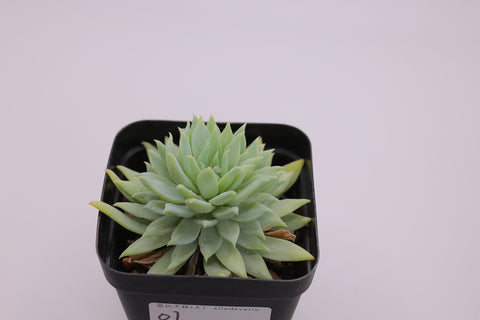 Sedeveria 'Fanfare'  蓝色天使