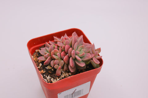 Sinocrassula 'Indica' 因地卡
