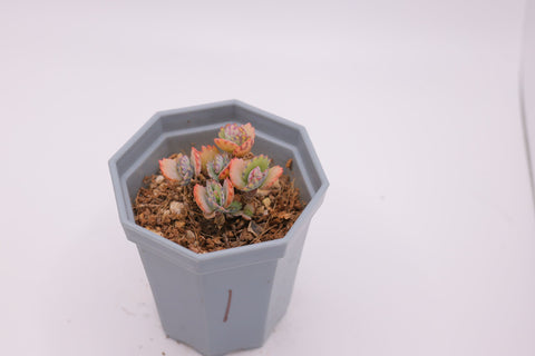 Kalanchoe pinnata 宽叶不死鸟