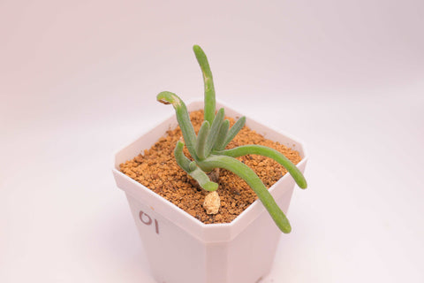 Monilaria obconica 碧光环（小兔子）