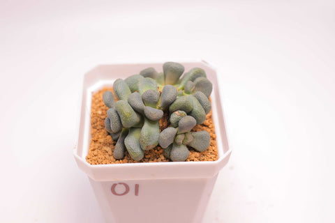 Aloinopsis schooneesii 唐扇
