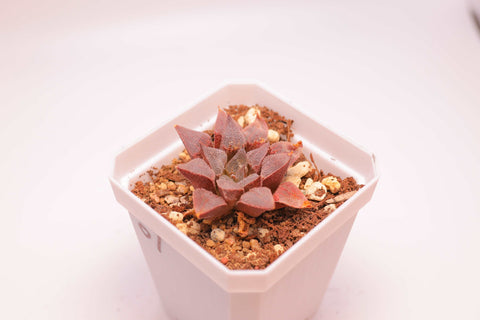 Haworthia pygmaea 磨面寿