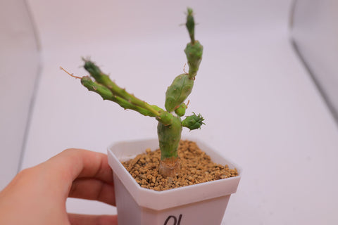 Euphorbia 'Globosa' 鱼鳞宝