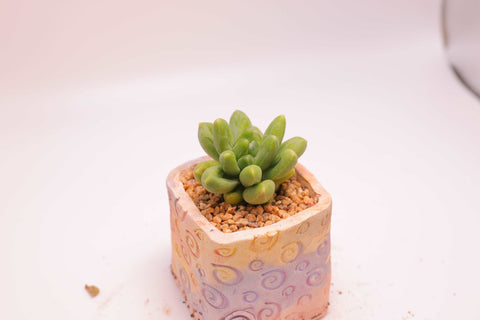 Pachyphytum 'Compactum' 千代田之松 (Potted)