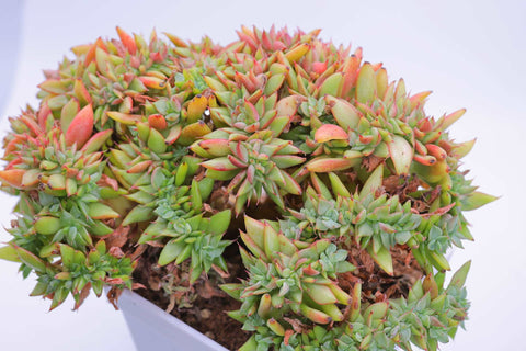 Echeveria agavoides 'Lipstick’ 口红缀化