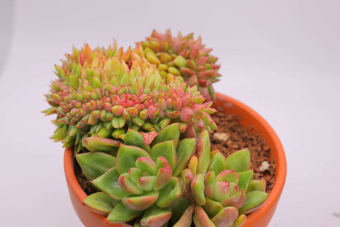 Echeveria agavoides 'Maria’ 虎鲸缀化
