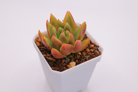 Echeveria 'Miranda' 米兰达