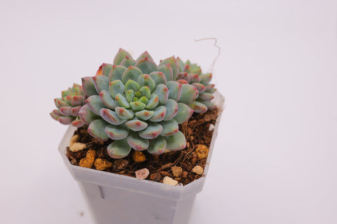 Sedeveria 'Blue Elf' 蓝苹果