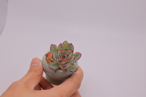Mini-Pot Succulent