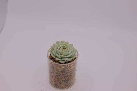 Succulent in Glass